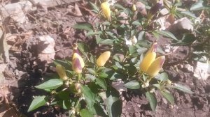 Перчик острый