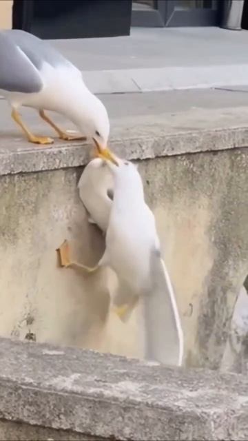 Забавные чайки