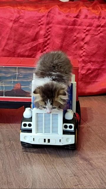 КОТЯТА. Котенок, слезь с грузовика 2. #шорты 4k смотреть онлайн