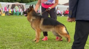 1 Отл. Steel Inside VOORHEES ++- №92. Главная выставка немецких овчарок России 2025