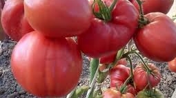 Эти ТОМАТЫ вас не подведут! смотреть онлайн