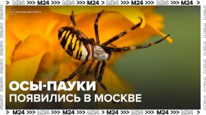 В Москве и Подмосковье появились пауки-осы - Москва 24