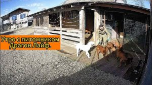 Как начинается день с бандой Питбули Dragon Life.