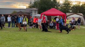 РАБОЧИЙ КОБЕЛИ / Главная выставка немецких овчарок России 2025