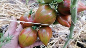 Томат Волшебная Радуга