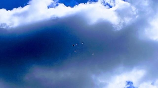 Вадим Ильинский. Николаевские голуби Саратова.89027174040.(Бабочка).