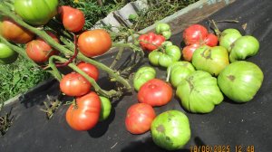 Испытываю Томатных Гномов на устойчивость к ФИТОФТОРЕ. Сорта Монстр Сонроджо и Любовь Одри.