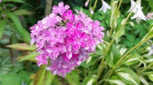 Флоксы в саду, моя коллекция.