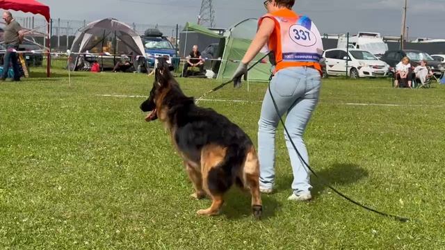 3 Оч/хор Клан Торнадо ДИАПОРИ №337. Главная выставка немецких овчарок России 2025