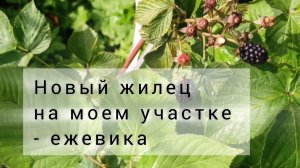 Ежевика. Первый год, плодоношнние