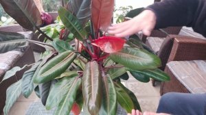 Что же делать с таким обьемом Филодендронов ?