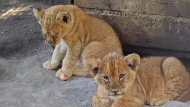 Львята в Барнаульском зоопарке смотреть онлайн