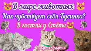 😻Как дела у Бусинки?/В гостях у Стёпы😻/В госпитале у животных и птиц💉