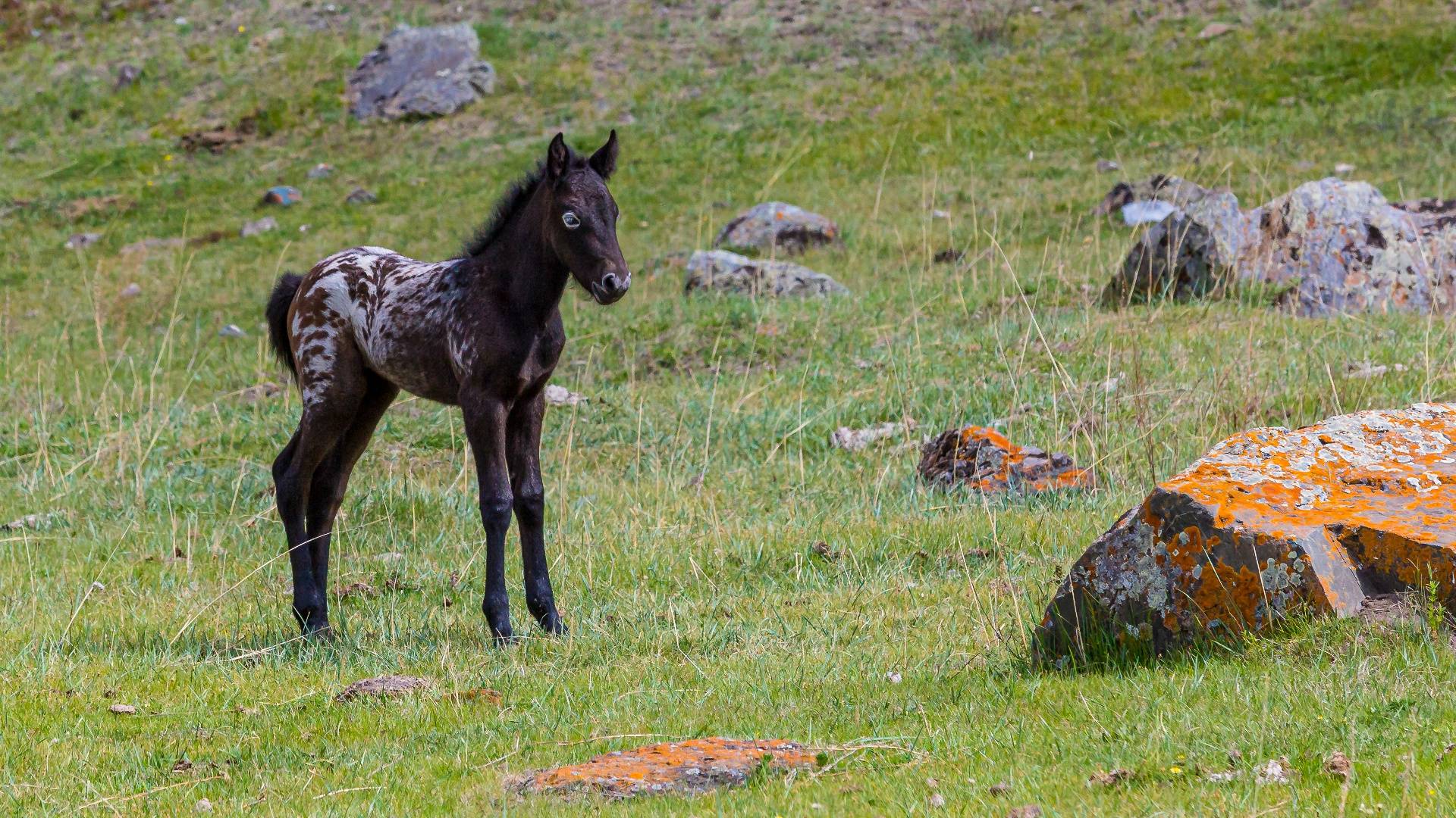 Природа и обитатели Алтая. смотреть онлайн