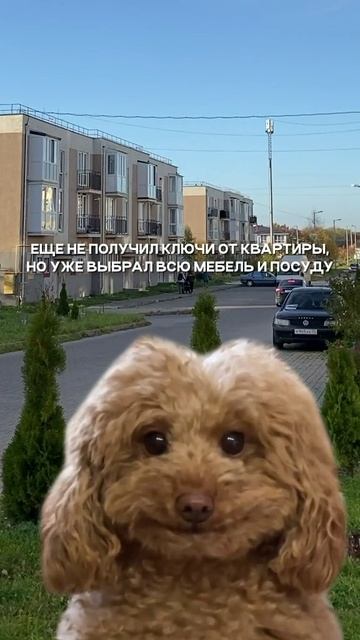 Купите квартиру в ЖК Новое Голубево #калининград #юмор #домпродажа #новостройки #квартиры #мем #дом