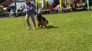 2 Оч/хор ЮКЧК ЕНГАР из Белого Яра №267. Главная выставка немецких овчарок России 2025