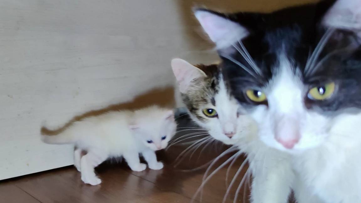 Три котёнка и их мама-кошка. Весёлая кошачья семья. смотреть онлайн