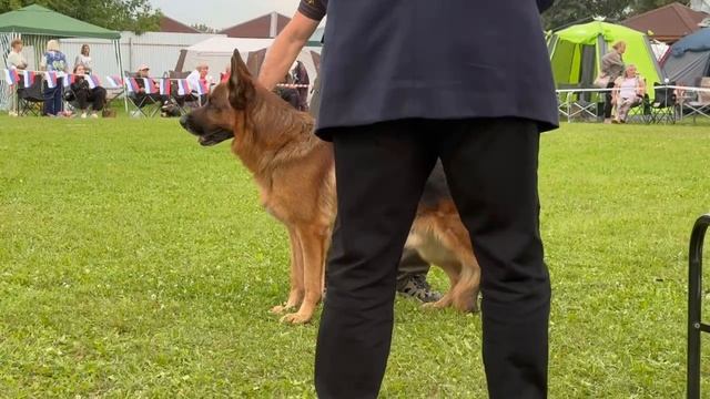 16 Отл. Зависть Богов ШЕНОН +++ №95. Главная выставка немецких овчарок России 2025