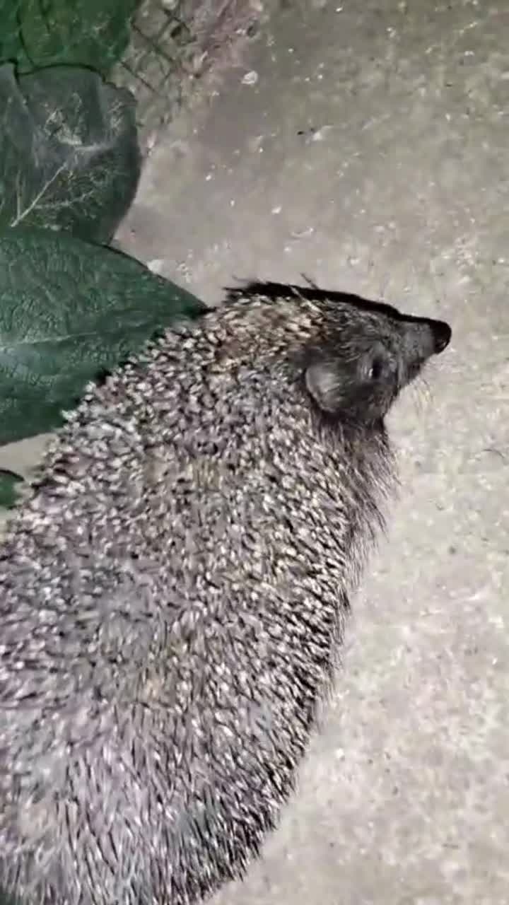 Когда ёжики в голове! Допелся!😄🦔 смотреть онлайн