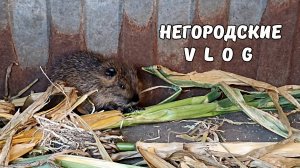 Рассадили клубнику. Камни для Тумана. 17.08.25