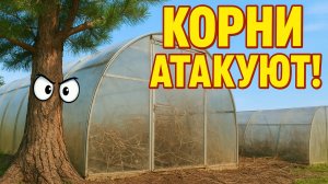 Она прописалась в моей теплице!