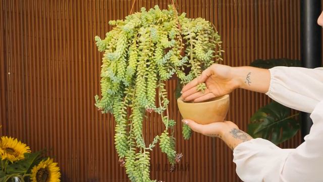 САДОВОДСТВО ДЛЯ НАЧИНАЮЩИХ Самые простые и эффективные лайфхаки для ухода за растениями ✨ смотреть онлайн