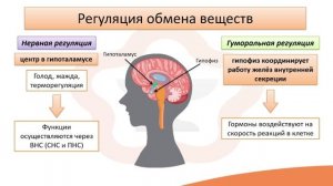Видео-лекция №16.1 Обмен веществ и энергии