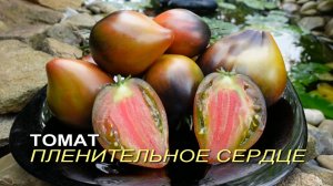 Томат ПЛЕНИТЕЛЬНОЕ СЕРДЦЕ. Обзор сортов ТОМАТОВ!