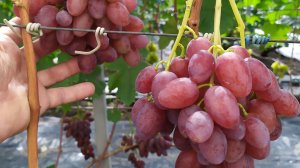 Селекция ДОНСКОГО КАЗАЧЕСТВА - виноградные НОВИНКИ на моём участке!!!