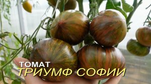 Томат ТРИУМФ СОФИИ. Обзор сортов ТОМАТОВ!