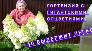 гортензия -Гигант .Красивейшая ,стойкая к непогодам.Полар Бир ,обязана быть в саду!!!