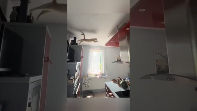 СМЕШНЫЕ ВИДЕО 😆🙂 смотреть онлайн