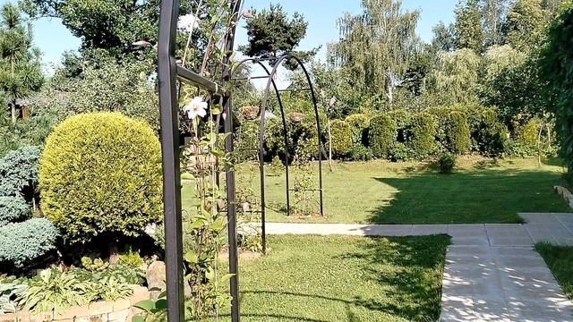 Клематис 'Принцесса Кейт' в нашем саду 2025 - первое цветение. смотреть онлайн