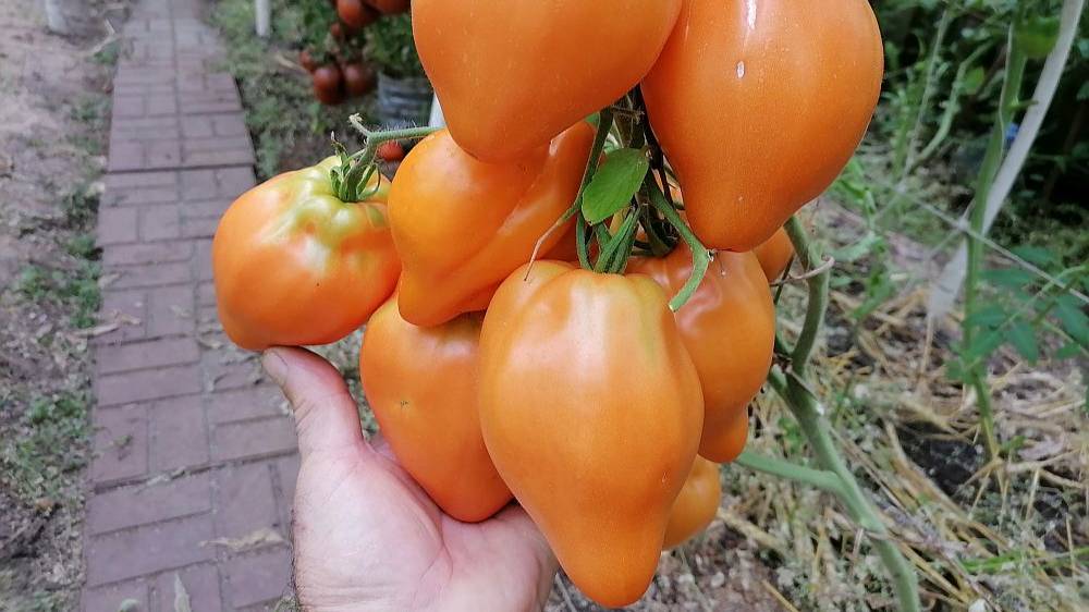 Томат Золотая Мордовия смотреть онлайн