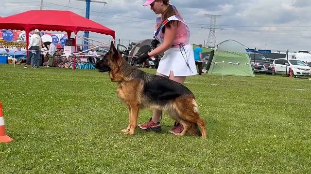 3 Оч/хор MISHEL v. Mair Hof №201. Главная выставка немецких овчарок России 2025