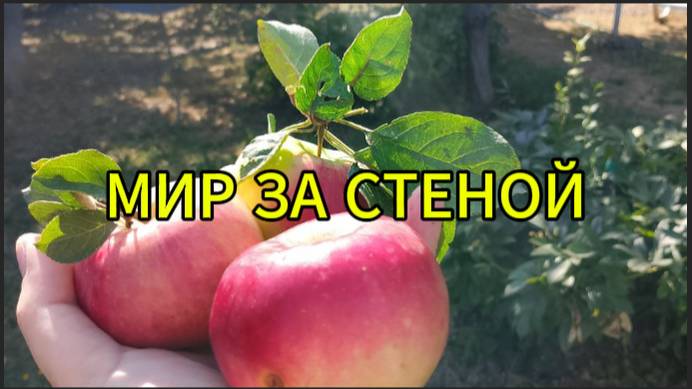 Мир за стеной смотреть онлайн