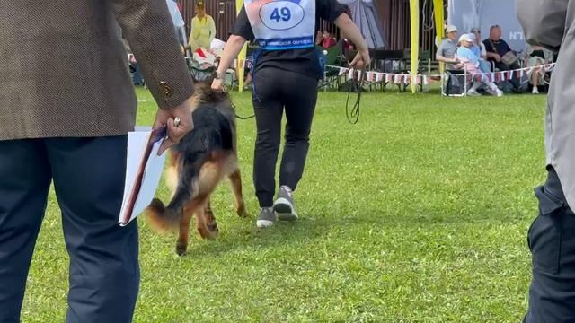 6 Оч/хор Самара Ланд ВИКИНГ 2 №49. Главная выставка немецких овчарок России 2025