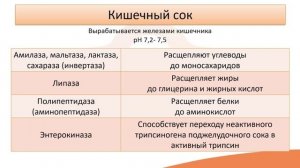 Видео-лекция №19.1 Тонкая кишка