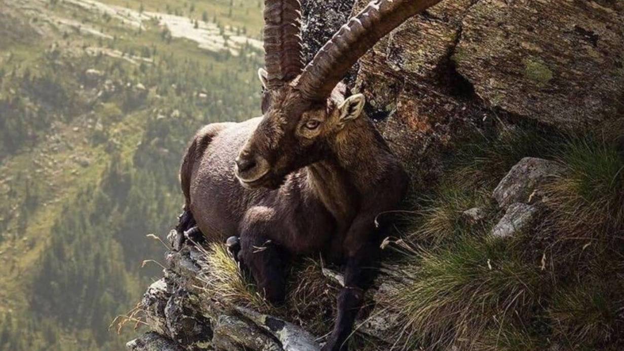 День коктейля «Черная корова» смотреть онлайн