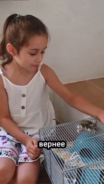 Пугливые хомяки