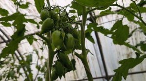 Томат Леденец розовый. Обзор и дегустация.
Томат Сказка.