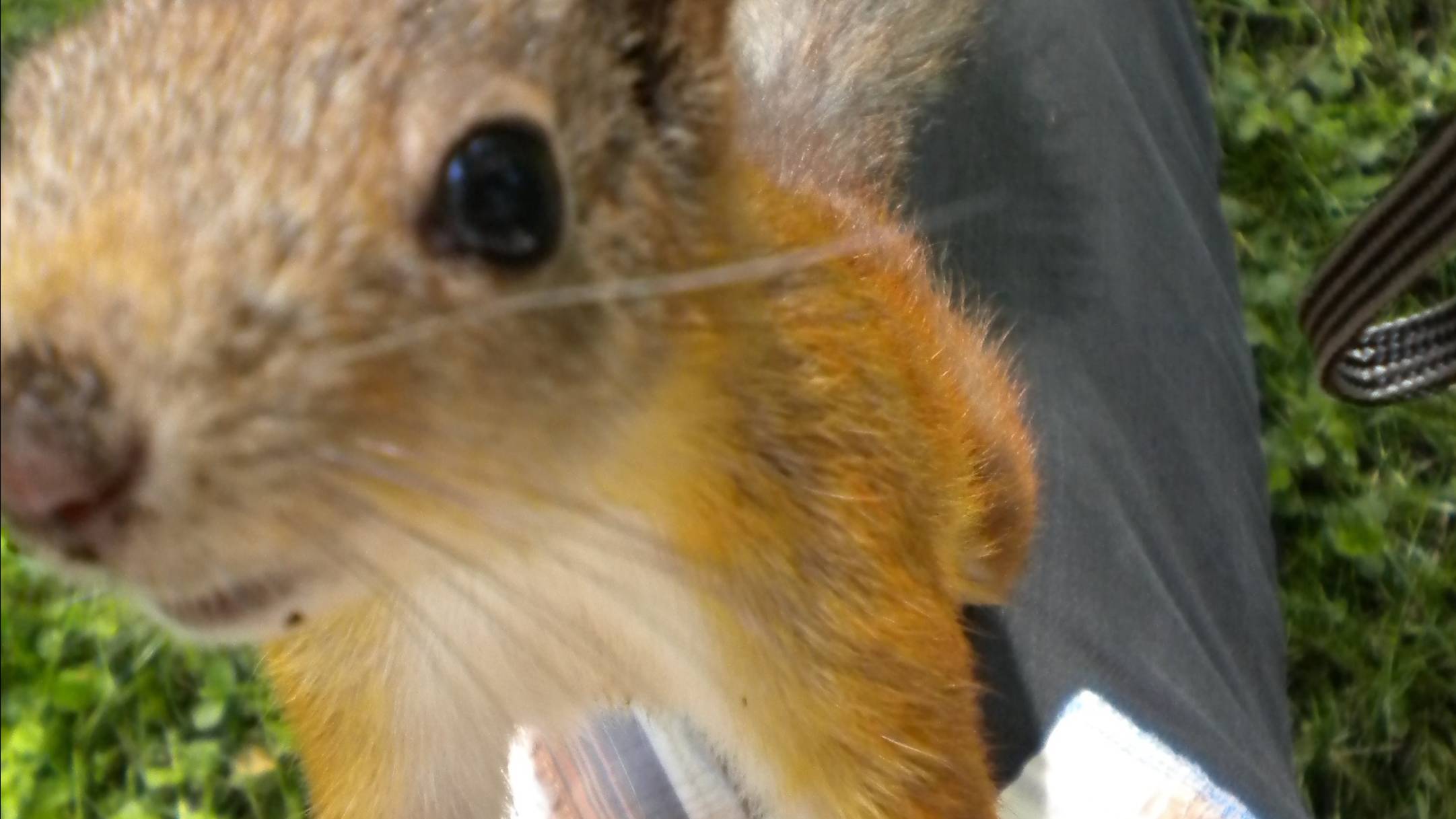 Петергоф смотреть онлайн