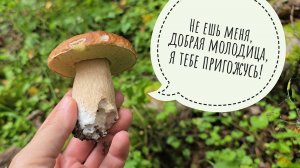 Прогулка по лесу за грибами. Первые в этом сезоне белые, подосиновики. Кучи лисичек!