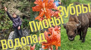 Алтай АвтоТур - Зубры, пионы, водопад (Горный Алтай)
