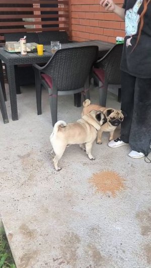 Мопсиный жужелинг