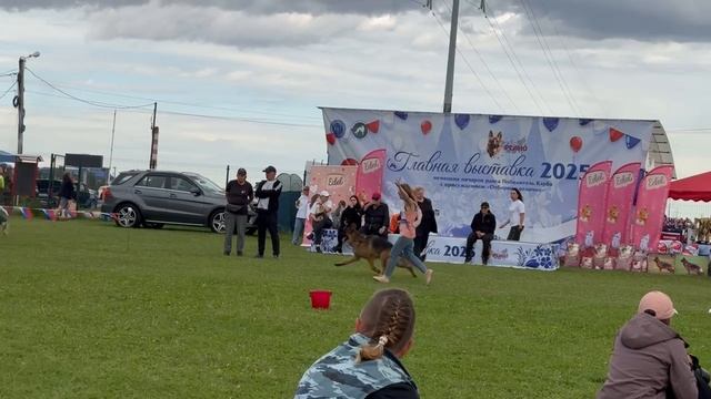 МОЛОДЫЕ КОБЕЛИ / Главная выставка немецких овчарок России 2025 смотреть онлайн