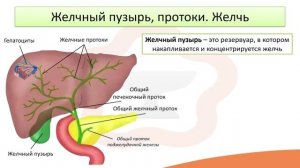Видео-лекция №18.2 Печень. Желчь и желчный пузырь