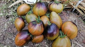 Томат Охровая Вуаль