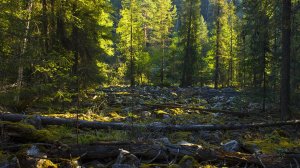 Мистика.  Тайга.  Интересные истории таёжных охотников.