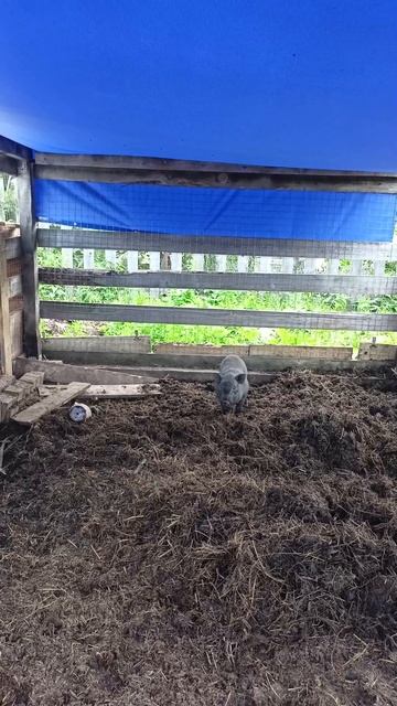 Евсеев Дворик в Полевском